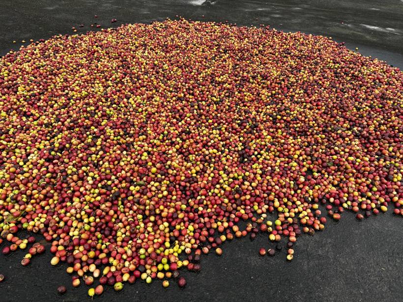 Cereza de café madura