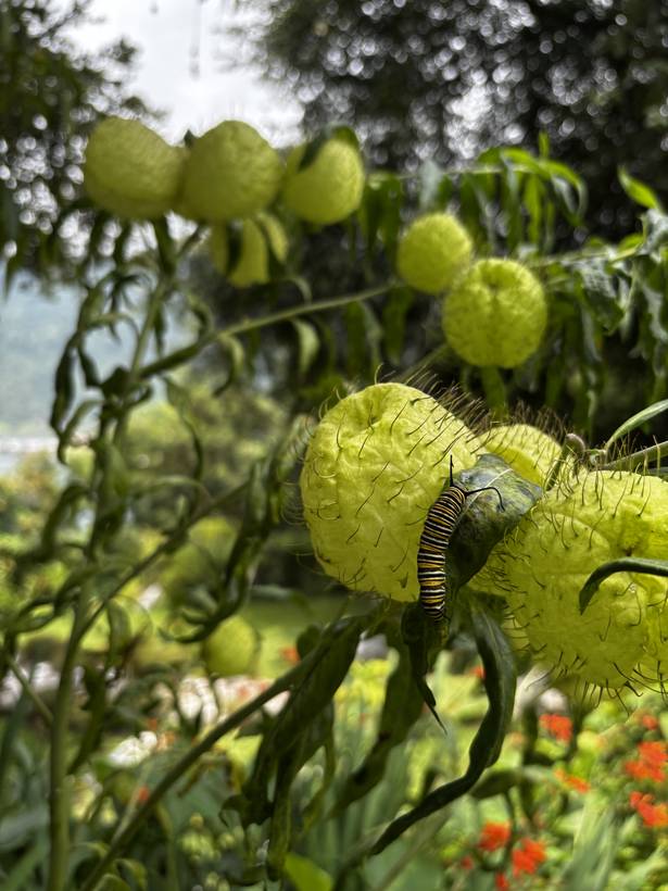 Oruga de mariposa monarca sobre las frutas de una planta de algodoncillo