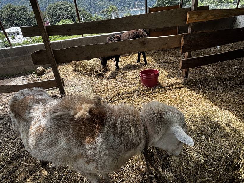 Una oveja descansando sobre heno en el corral