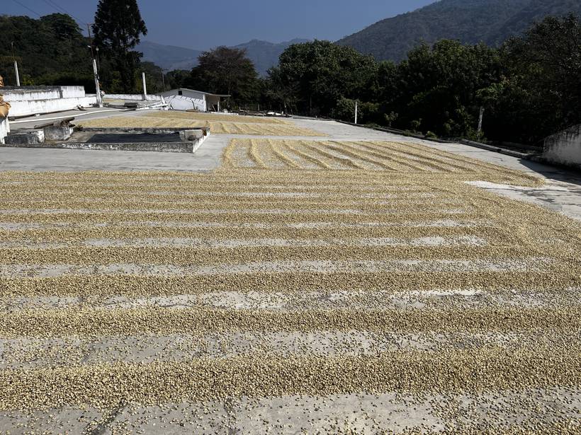 Café secándose en los patios